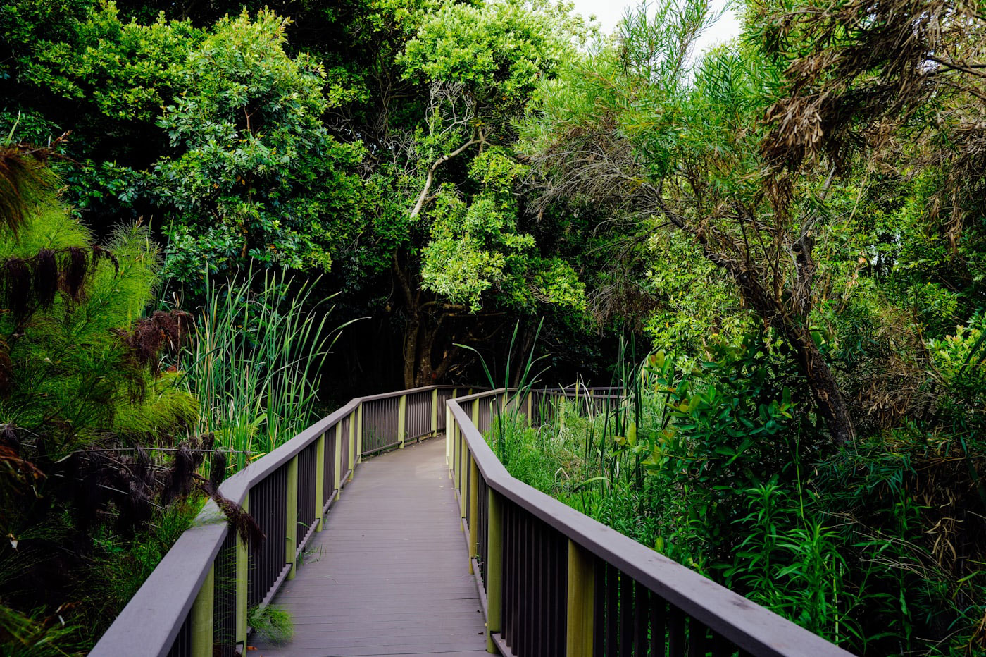 A wooden boardwalk winding through green woodland